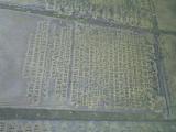 image of grave number 957058